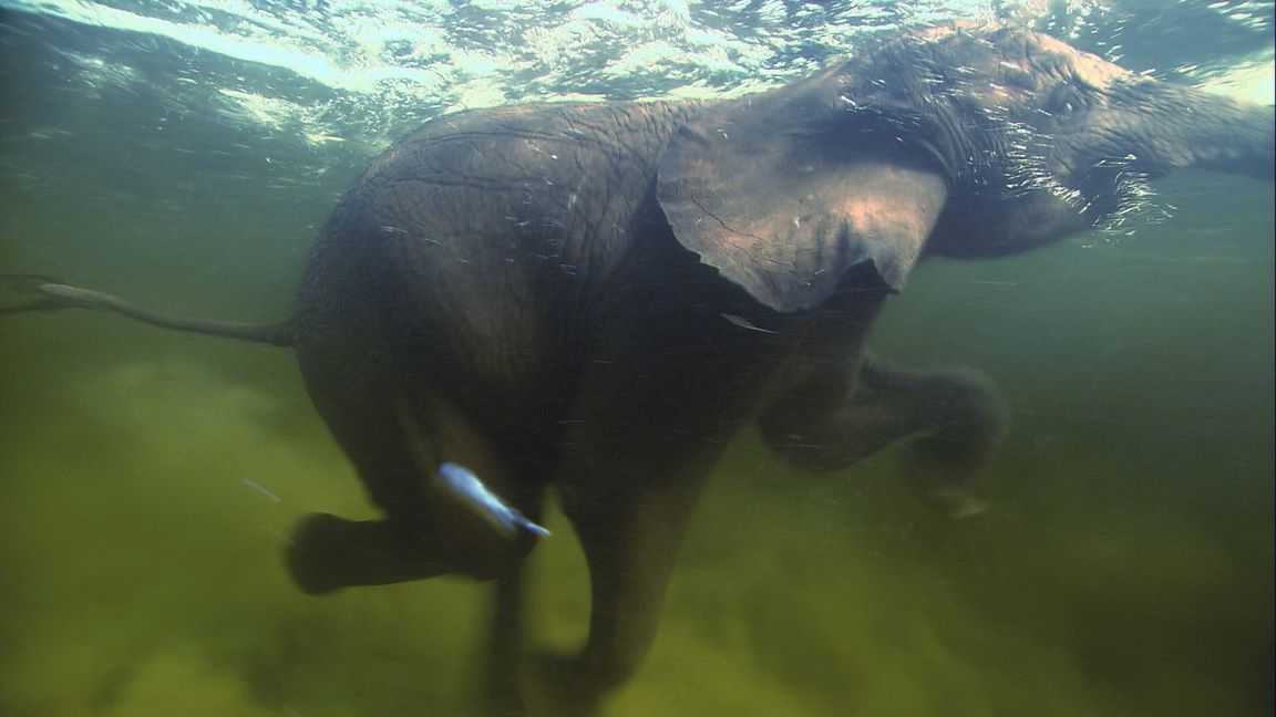 Planet Earth: The Complete Collection Wallpaper: Elephant swiming